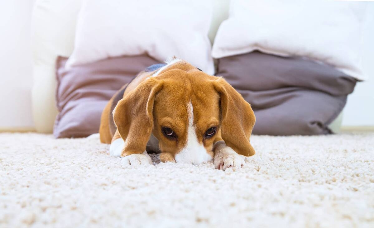 Beagle resting on a clean cream carpet